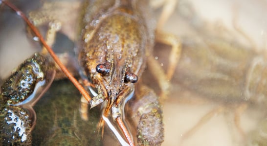 Crayfish Party