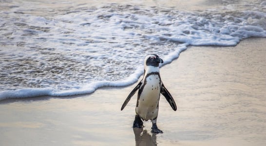 International African Penguin Awareness Day