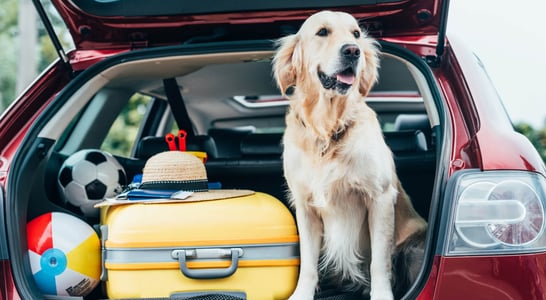 National Pet Travel Safety Day