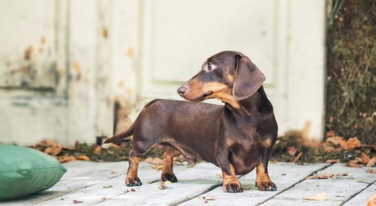 National Dachshund Day