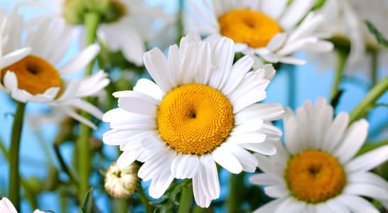 National Daisy Day