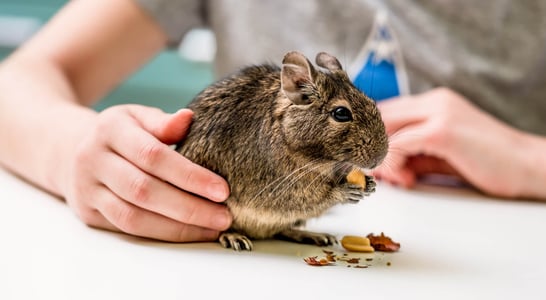 Small Pet Rodent Awareness Week 