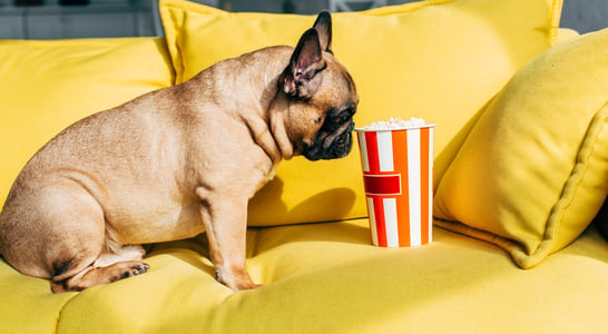 Dog Film Festival