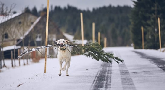 National Take Down the Christmas Tree Day