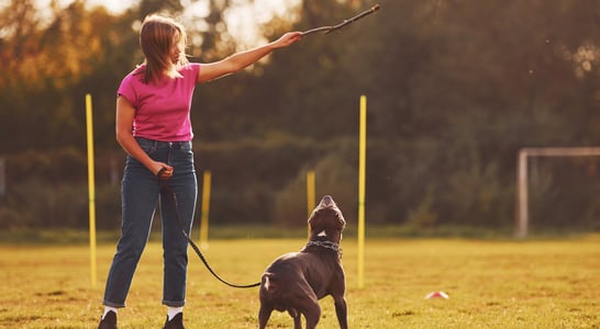 Dog Training Education Month