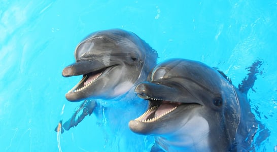 National Dolphin Day