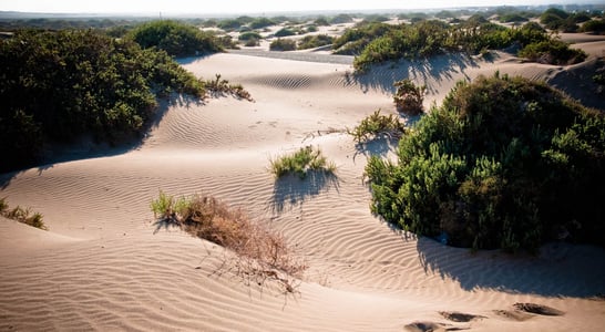 World Sand Dune Day