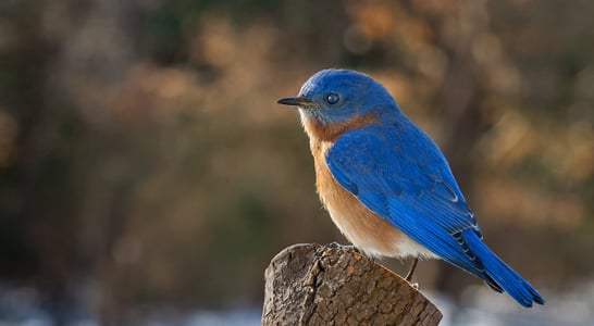 Bluebird of Happiness Day