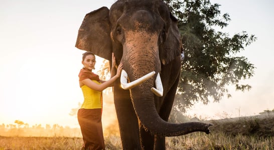 Elephant Day in Thailand