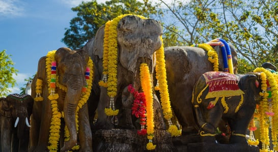 Elephant Round-Up in Surin