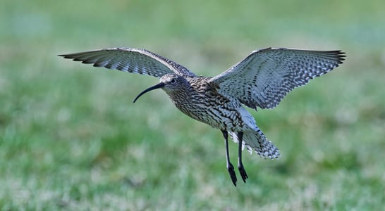 World Curlew Day