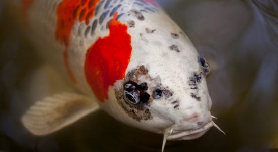 National Koi Day