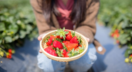 Fabulous Florida Strawberry Month