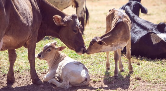 National Farm Animals Day