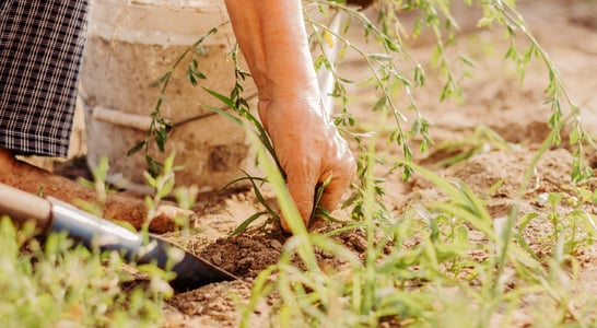 National Weed Your Garden Day