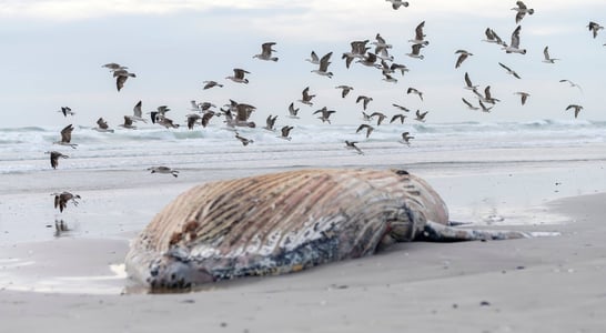 Festival for the Souls of Dead Whales