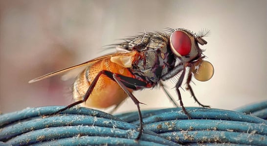 Fight the Filthy Fly Month