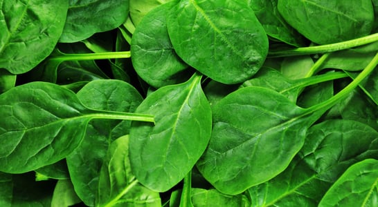 Fresh Spinach Day