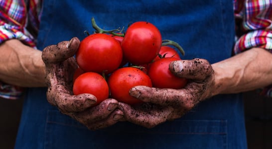 Fresh Tomato Day