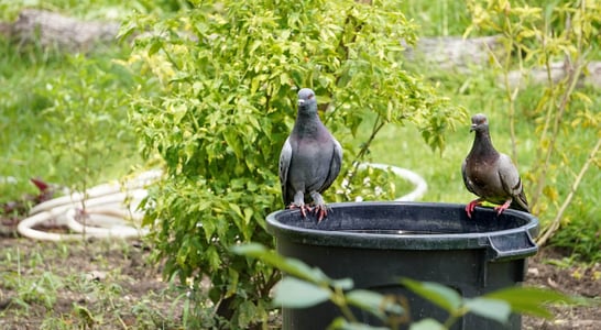 Garden Wildlife Week