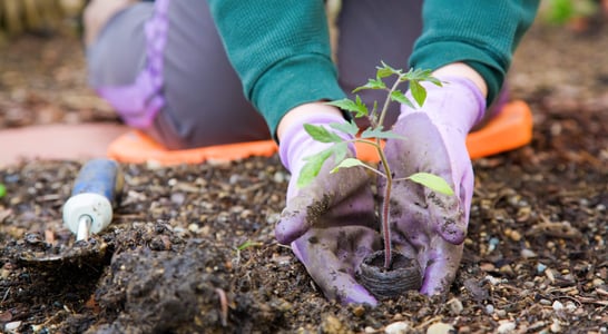 National Gardening Exercise Day