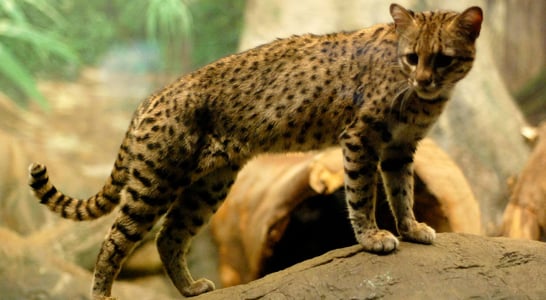 World Geoffroy’s Cat Day