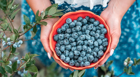 Georgia Blueberry Month