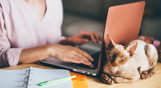 National Take Your Cat to Work Day