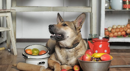 National Cook For Your Pets Day