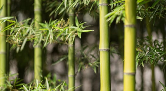 World Bamboo Day