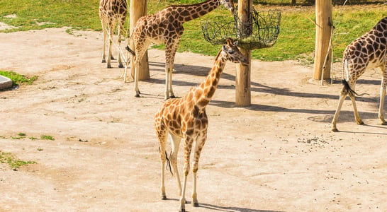 National Zoo and Aquarium Month