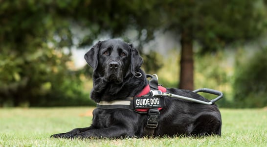 National Guide Dog Month