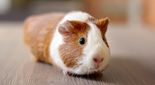 Guinea Pig Appreciation Day