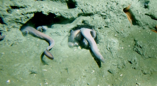 Hagfish Day