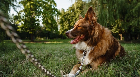 Have a Heart for Chained Dogs Week