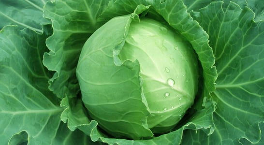 National Cabbage Day