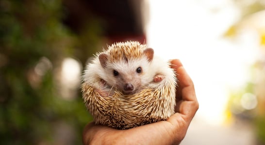 National Hedgehog Day