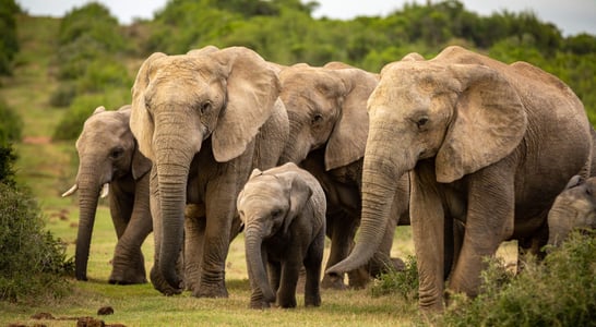 National Elephant Appreciation Day