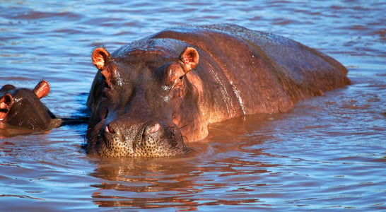 World Hippo Day