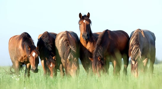 National Horse Protection Day