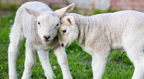 National Hug A Sheep Day