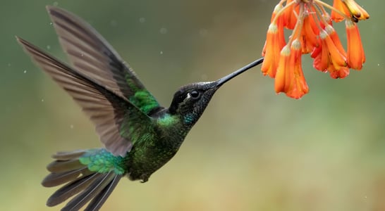 National Hummingbird Day