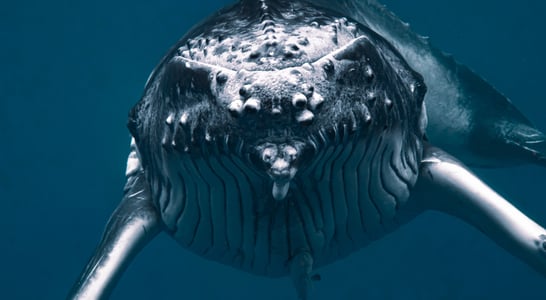 Humpback Whale Awareness Month