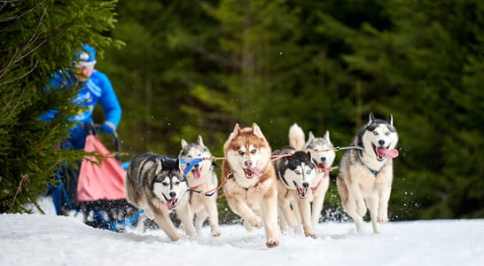 Iditarod Trail Sled Dog Race