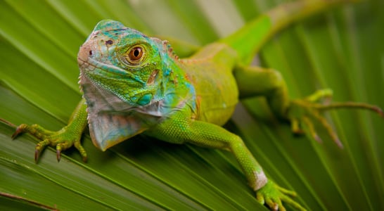 National Iguana Awareness Day