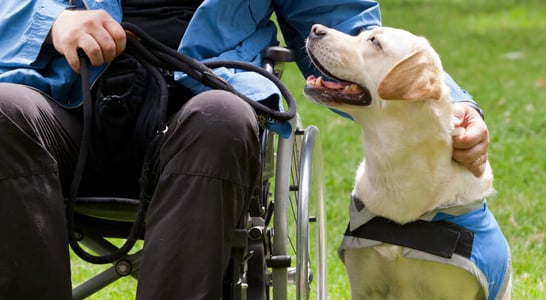 International Assistance Dog Week