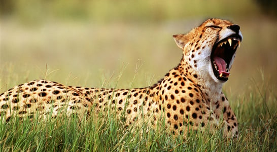 International Cheetah Day