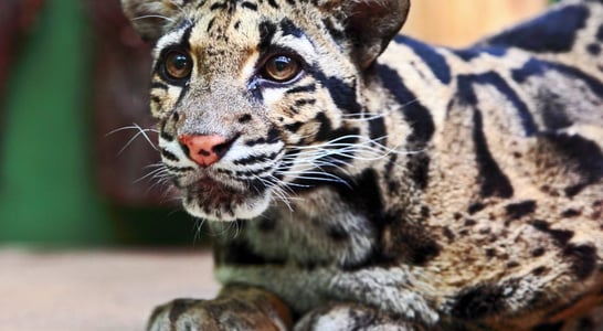 International Clouded Leopard Day