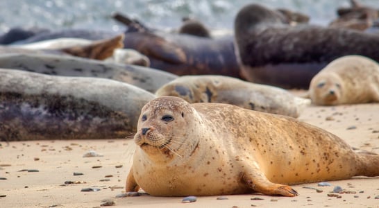 International Day of the Seal