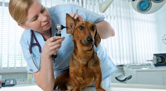 International Day of Veterinary Medicine